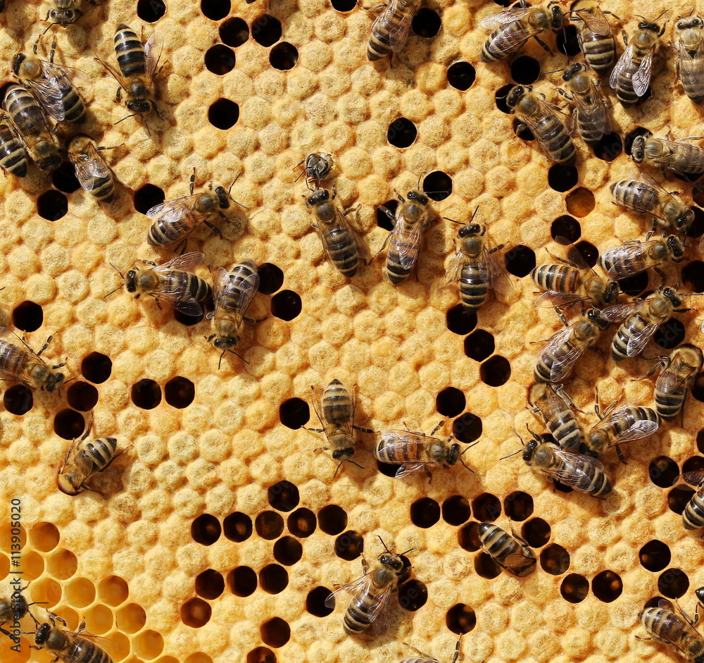 Bees working on honey cells in beehive. Close up macro Bees working on honey cells in beehive. Close up macro