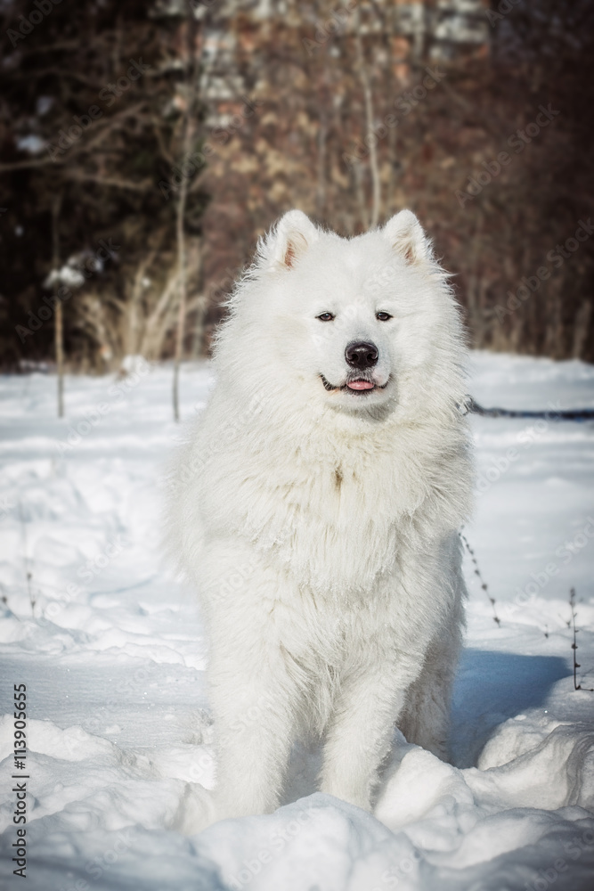 White Samoyed dog on snow in winter day White Samoyed dog on snow in winter day