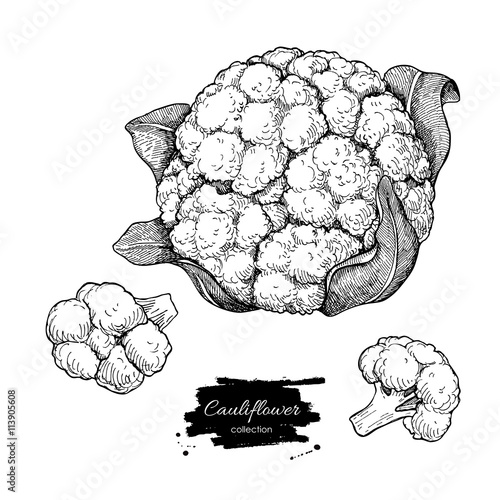 Cauliflower hand drawn vector illustration. Vegetable engraved s