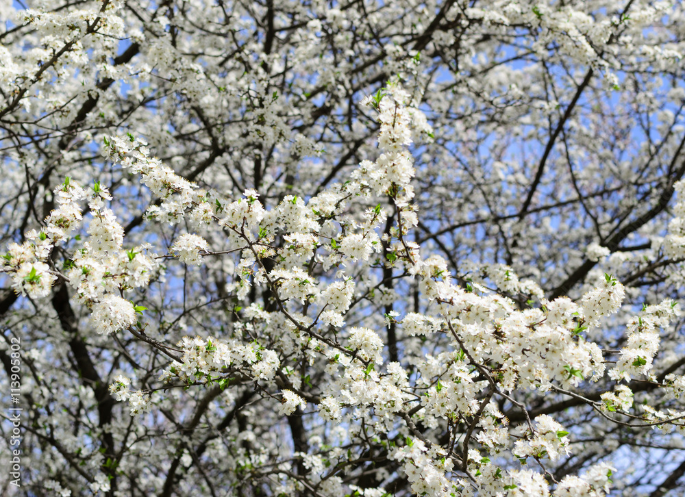 cherry tree flowers