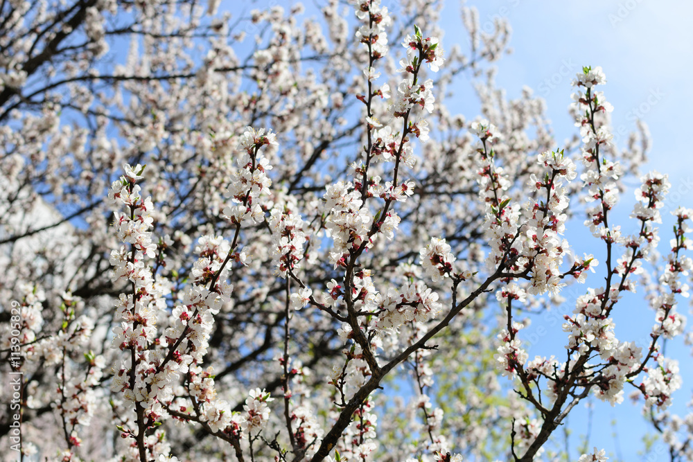 flowers apricot tree