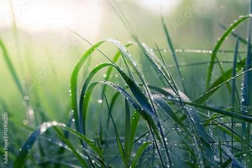 Dewdrops on blades of grass photo