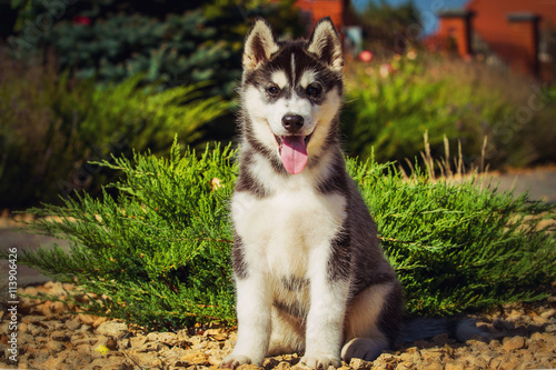 Portrait of a Siberian Husky puppy walking in the yard. One Little cute puppy of Siberian husky dog outdoors