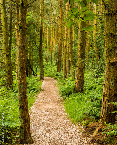 Woodland walk around Tittesworth Reservoir  Peak District  UK