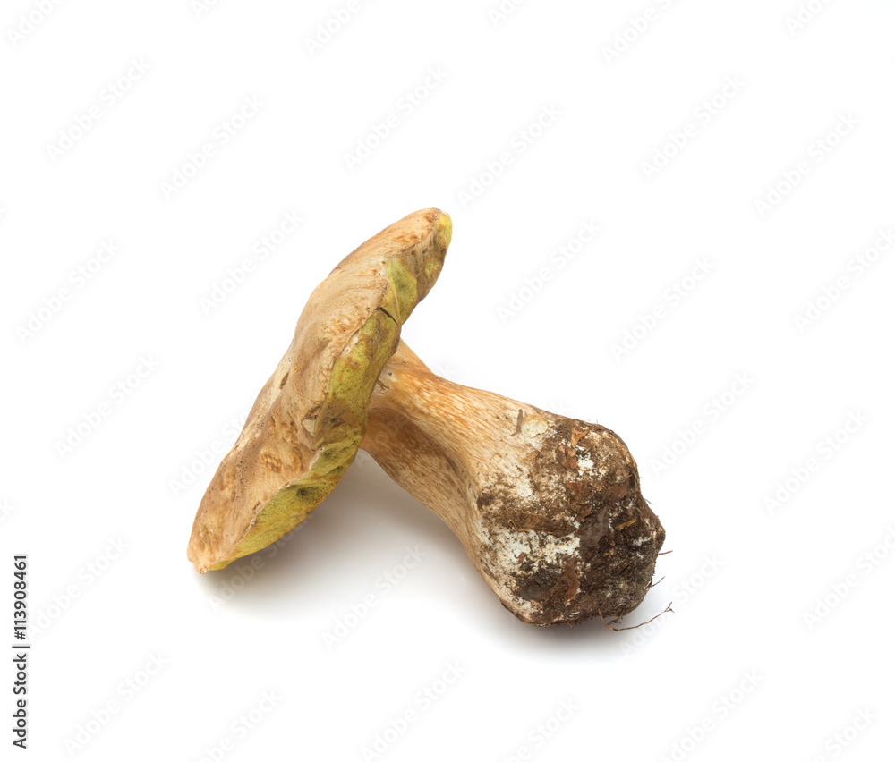 big old white mushroom on a white background big old white mushroom on a white background