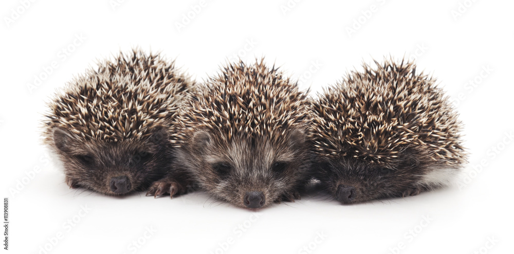 Three little hedgehogs.