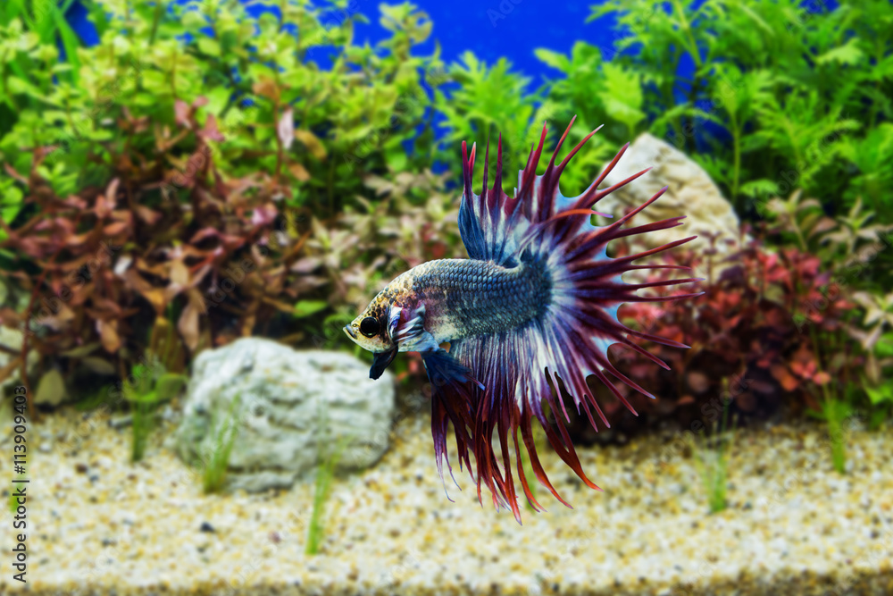Obraz premium Siamese fighting fish with green plants