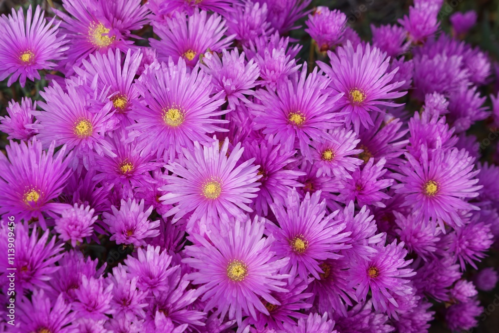 Blumenteppich pink Blumenteppich pink