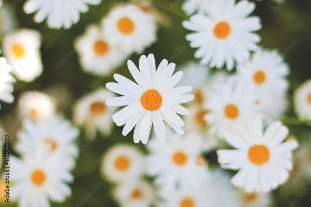 Obraz premium White Daisies