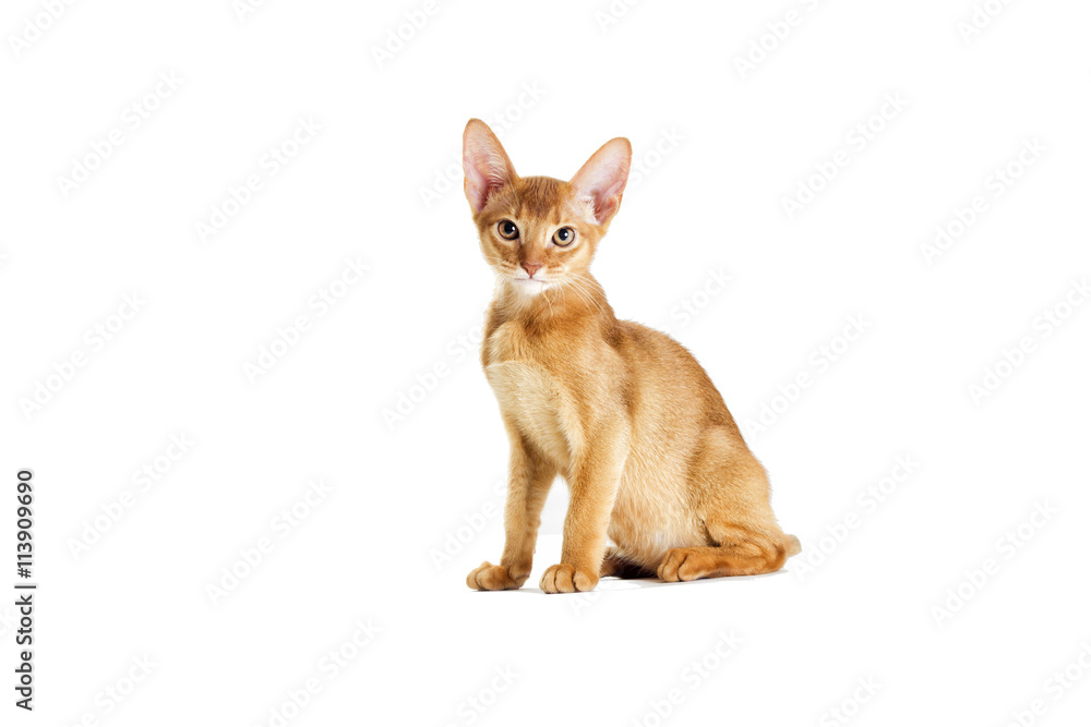 Obraz premium Abyssinian kitten looking