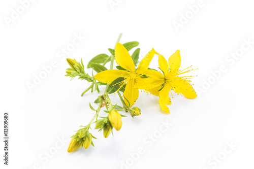 St. John's Wort , Natural Antibiotic, Antidepressant and Anti rh