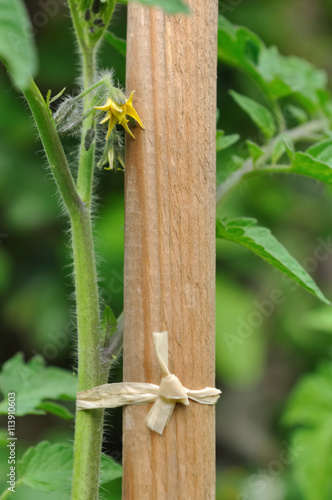 pied de tomate en fleur attaché par du raphia à un tuteur en bois