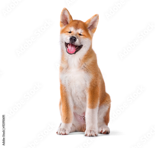 Tableau sur toile Akita Inu purebred puppy dog isolated on white background