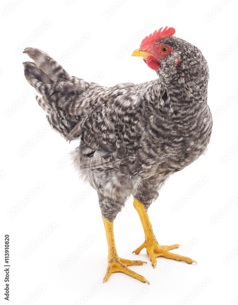 Fototapeta premium Grey cock.