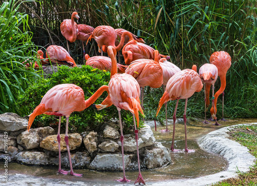 flamingo family in Lisbon zoo  Portugal