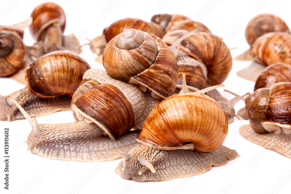 some snails crawling on a white background closeup