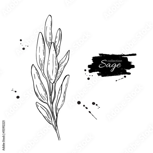 Sage vector drawing. Isolated sage plant with leaves. Herbal engraved photo