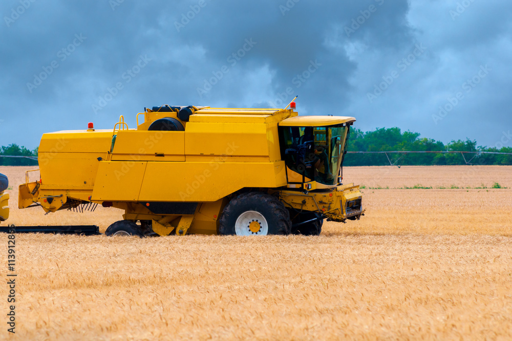 Fototapeta premium Harvester combine harvesting wheat on cloudy summer day