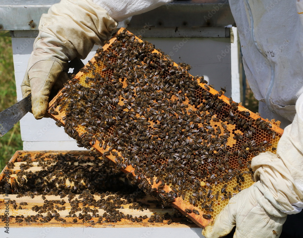 beekeeper checks honeycomb during inspection beehive beekeeper checks honeycomb during inspection beehive