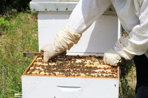 beekeeper checks honeycomb during inspection beehiv