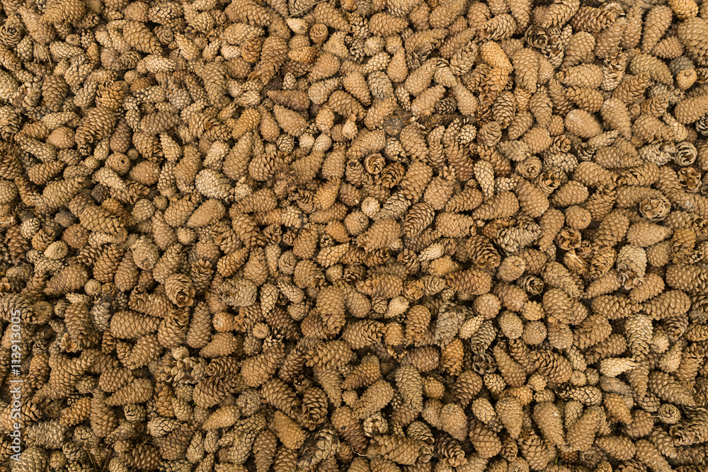 Many fir cones arranged as a structured background Many fir cones arranged as a structured background