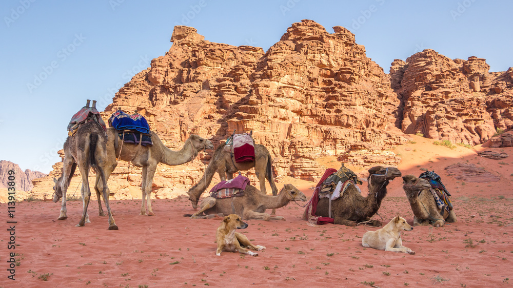 Fototapeta premium A group of camels and dogs resting in the Wadi Rum desert in Jor
