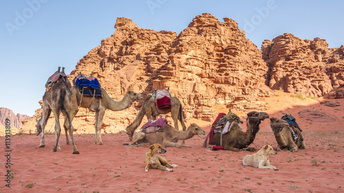 A group of camels and dogs resting in the Wadi Rum desert in Jor
