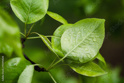 Pear leaves with raindrops