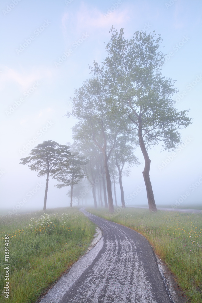 bike road between trees in mist bike road between trees in mist
