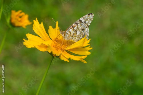 Painted Lady (Vanessa cardui) butterfly sucking nectar on a Coreopsis flower at summer time © Yuri Kravchenko