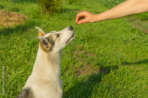 Master feeding young dog while training simple commands