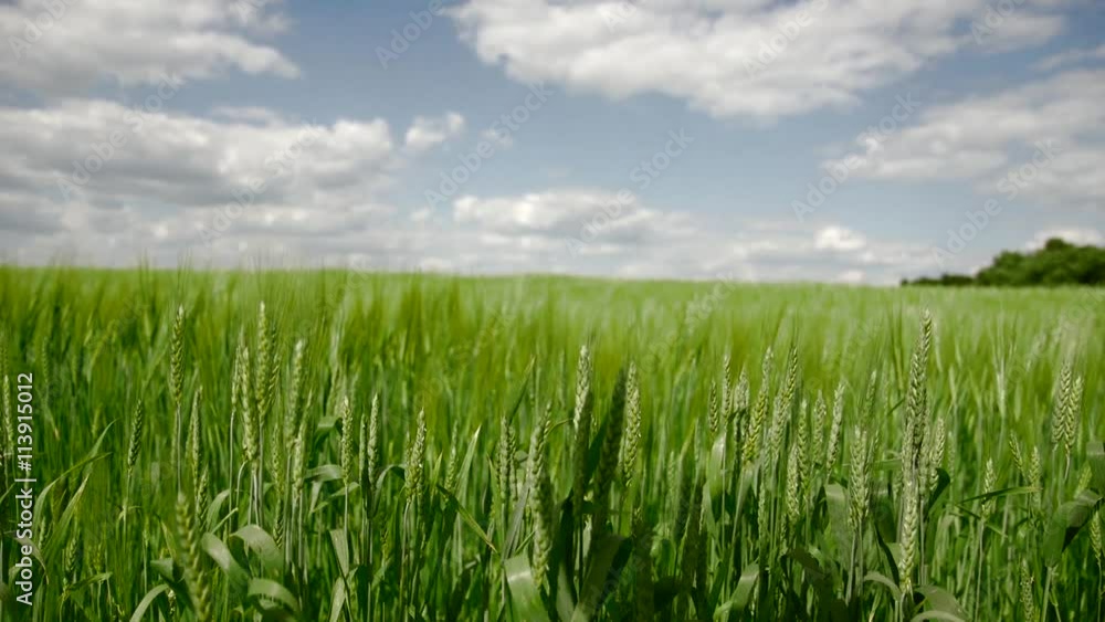 green field with young wheat under blue sky green field with young wheat under blue sky