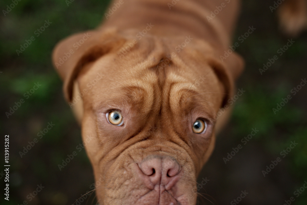 dogue de bordeaux close up details of face