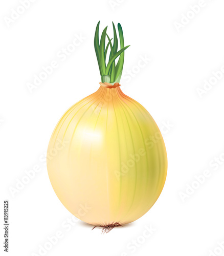 isolated vegetable onion