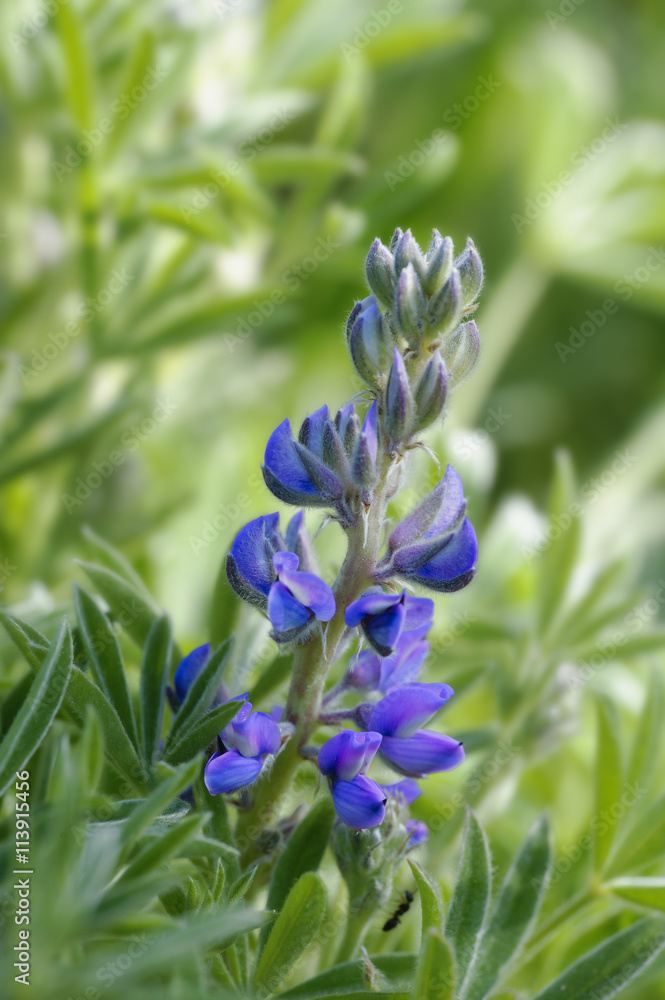 Blue Lupine Blue Lupine