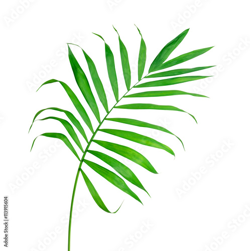 Big Green Leaf of Fern Isolated On The White