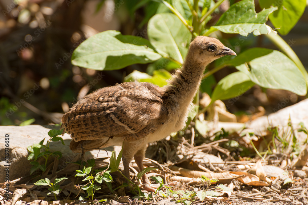 Fototapeta premium Portrait of a common turkey chicklet