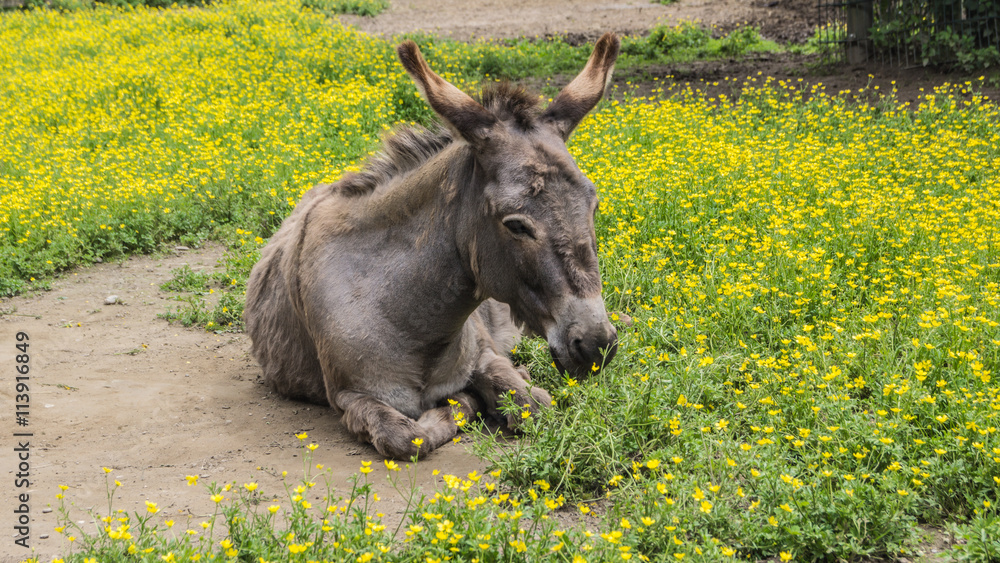 Fototapeta premium Esel