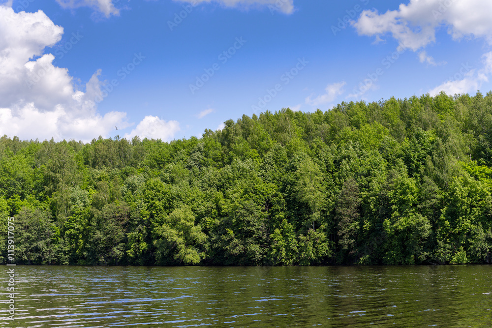 Trees along the shore of Lake Trees along the shore of Lake