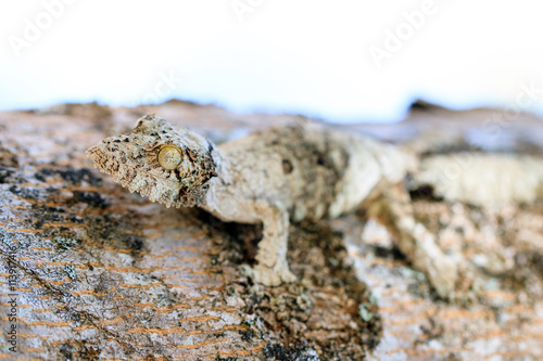 Mossy leaf-tailed gecko (Uroplatus sikorae) camouflaged on a tree in Madagascar © dennisvdwater