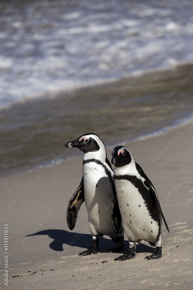 Fototapeta premium African penguins, South Africa