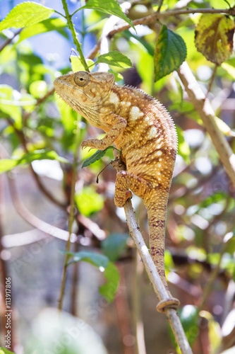Beautiful camouflaged chameleon in Madagascar, presumably the Parsons chameleon (Calumma parsonii)  photo
