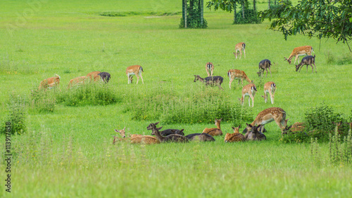 Fototapeta Naklejka Na Ścianę i Meble -  Rotwild