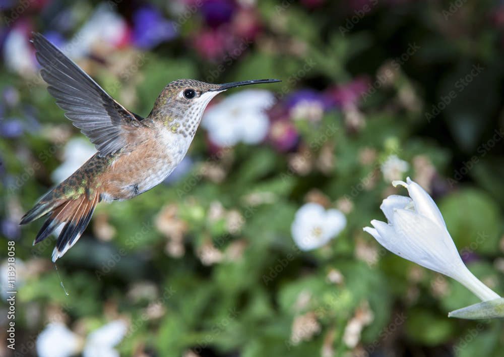 Fototapeta premium Female Rufous Hummingbird (Selasphorus rufus)