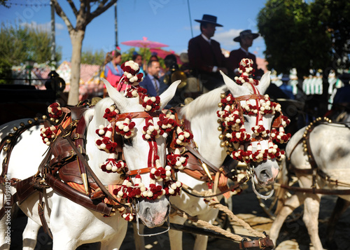 Pareja de caballos blancos en la Feria, Andalucía, España photo