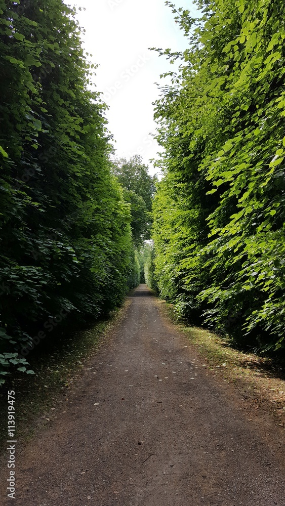 Fototapeta premium Aleja Parkowa