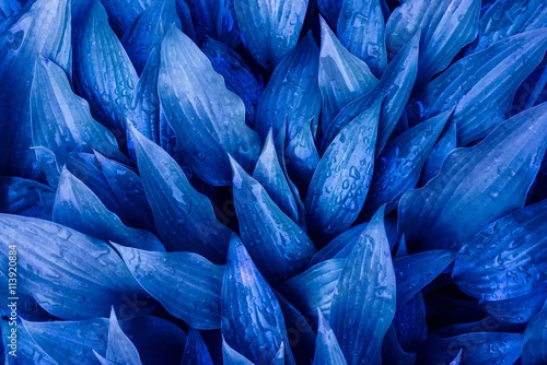 Obraz Tło niebieskie liście z kroplami pada.