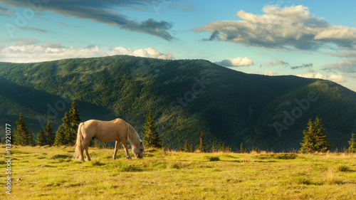 Summer landscape in Carpathian mountains and the blue sky with clouds. A hors grazes in a meadow in the mountains © brizmaker