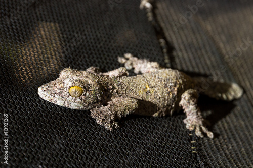 Presumably the Mossy leaf-tailed gecko (Uroplatus sikorae) in Madagascar photo