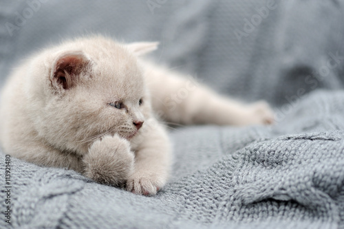Little kitten on gray cloth